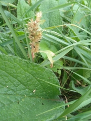 Magnoliopsida