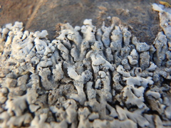Physcia caesia