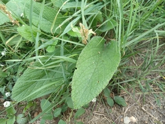 Magnoliopsida