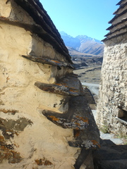 Physcia caesia