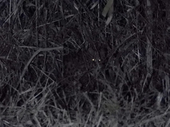 Prionailurus bengalensis