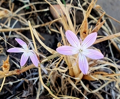 Dianthus strictus