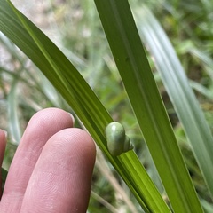 Leptopoma perlucidum