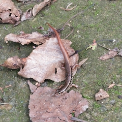 Sphenomorphus indicus