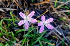 Dianthus strictus
