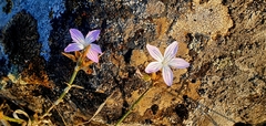 Dianthus strictus