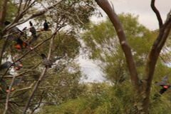 Calyptorhynchus banksii