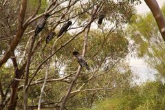 Calyptorhynchus banksii