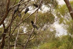 Calyptorhynchus banksii