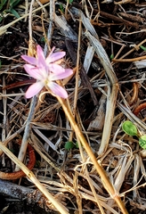 Dianthus strictus