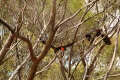 Calyptorhynchus banksii