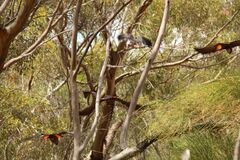 Calyptorhynchus banksii