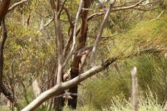 Calyptorhynchus banksii