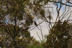 Calyptorhynchus banksii