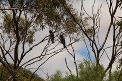 Calyptorhynchus banksii