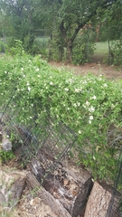 Funastrum cynanchoides