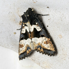 Phlogophora albovittata