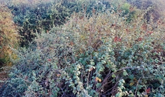 Rubus creticus