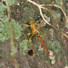 Megarhyssa praecellens