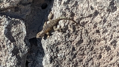Sceloporus zosteromus