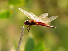Tramea darwini
