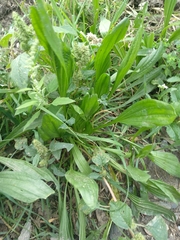 Amaranthus retroflexus