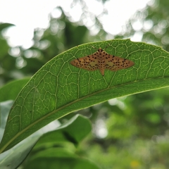 Conogethes punctiferalis