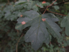 Dasineura tympani