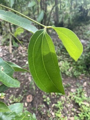 Cinnamomum