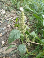 Amaranthus retroflexus