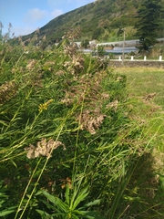 Solidago chilensis