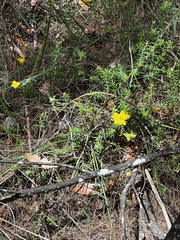 Hibbertia