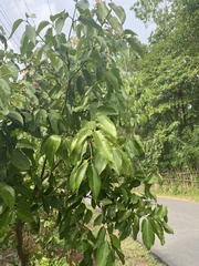 Cinnamomum