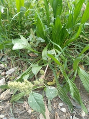 Amaranthus retroflexus