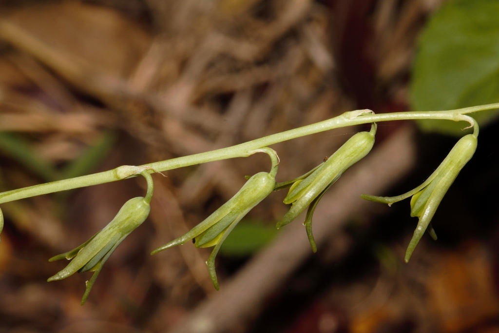Dipcadi viride, Mukuvisi Woodlands, Harare, Zimbabwe