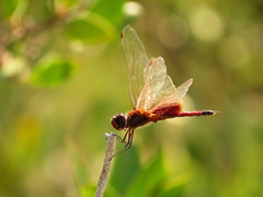 Tramea darwini