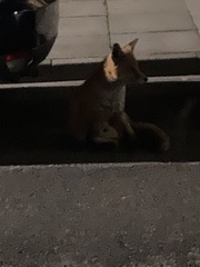 Vulpes vulpes