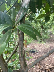 Cinnamomum
