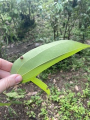 Cinnamomum