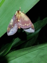Citheronia phoronea