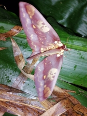 Citheronia phoronea