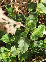Teucrium