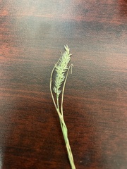 Scleropogon brevifolius