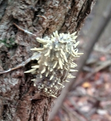 Akanthomyces
