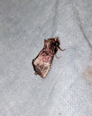 Elusa ustula