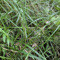 Carex