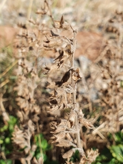 Teucrium