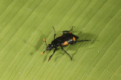 Nicrophorus quadrimaculatus