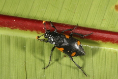 Nicrophorus quadrimaculatus