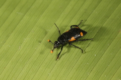Nicrophorus quadrimaculatus